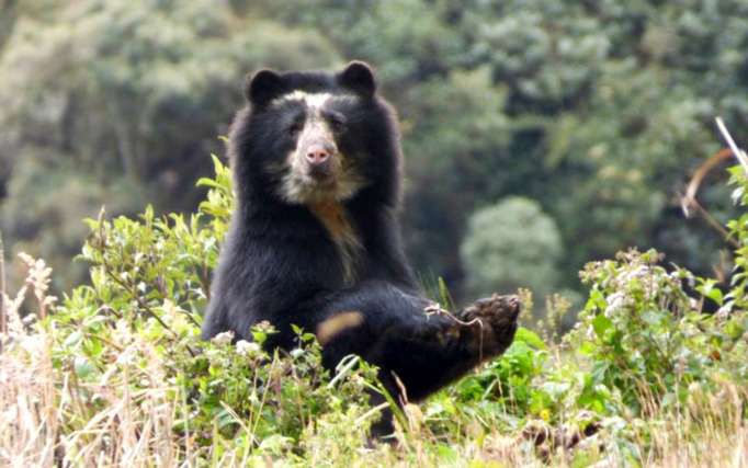 Spectacled Bear - Spectacled Bear