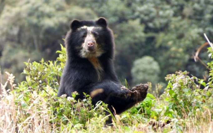 Oso de Anteojos - Spectacled Bear